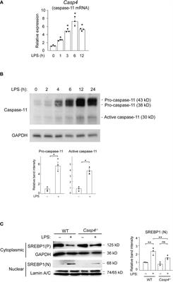 Caspase-11 contributes to site-1 protease cleavage and SREBP1 activation in the inflammatory response of macrophages